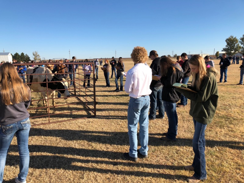 USD 399 FFA Dairy Cattle Judging