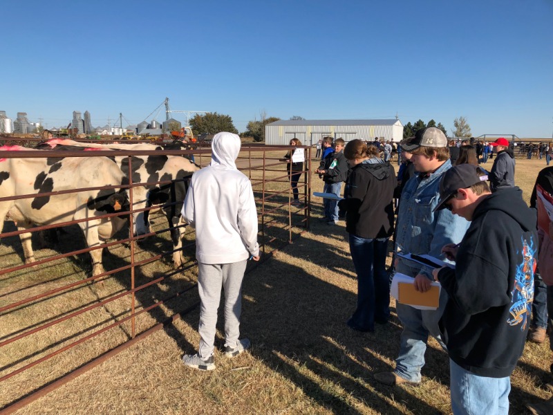 USD 399 FFA Dairy Cattle Judging