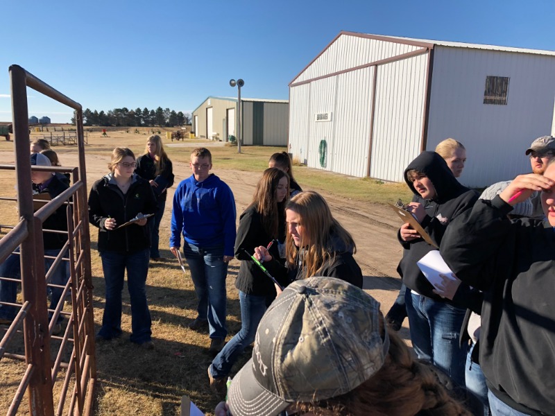 USD 399 FFA Dairy Cattle Judging